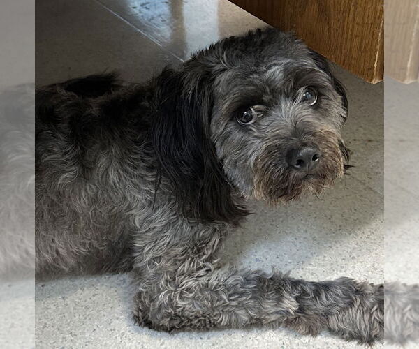 Medium Photo #2 Poodle (Miniature) Puppy For Sale in Rohnert Park, CA, USA