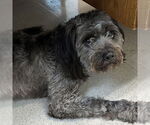 Small #1 Poodle (Miniature)