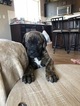 Small Photo #3 Cane Corso Puppy For Sale in HILLSBORO, OR, USA
