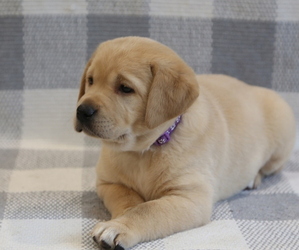 Labrador Retriever Puppy for sale in INA, IL, USA