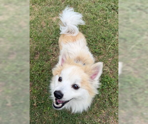Medium Photo #3 Pomeranian-Unknown Mix Puppy For Sale in Ventura, CA, USA