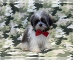 Small Photo #4 Havanese Puppy For Sale in LAKELAND, FL, USA