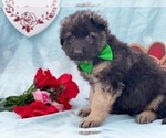 Small Photo #4 German Shepherd Dog Puppy For Sale in LANCASTER, PA, USA