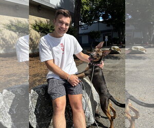 Evie - Female Mutt Dog for Adoption - Photo #6