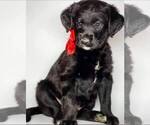 Small Photo #4 Labradoodle Puppy For Sale in MODESTO, CA, USA