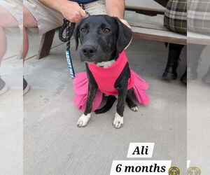 Labrador Retriever-Unknown Mix Dogs for adoption in Chester, VA, USA