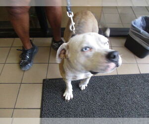 Bulldog-Unknown Mix Dogs for adoption in Ocala, FL, USA