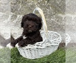 Small #2 Havanese