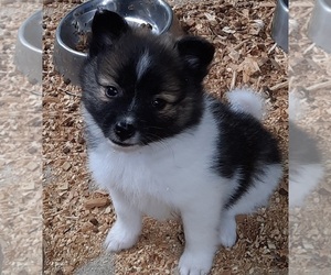 Pomeranian Puppy for sale in SPOTSYLVANIA, VA, USA