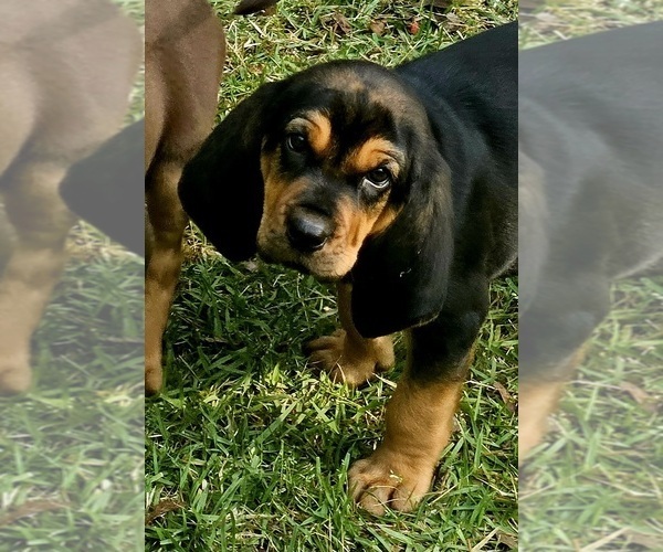 Medium Photo #3 Bloodhound Puppy For Sale in TOCCOA, GA, USA