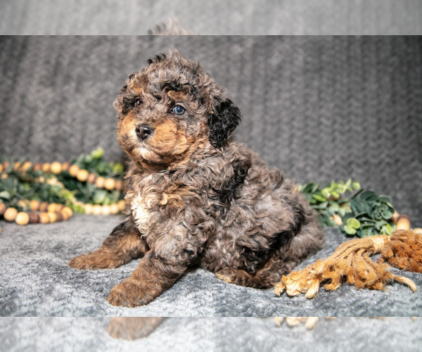 Medium Photo #2 Bernedoodle (Miniature) Puppy For Sale in NAPPANEE, IN, USA