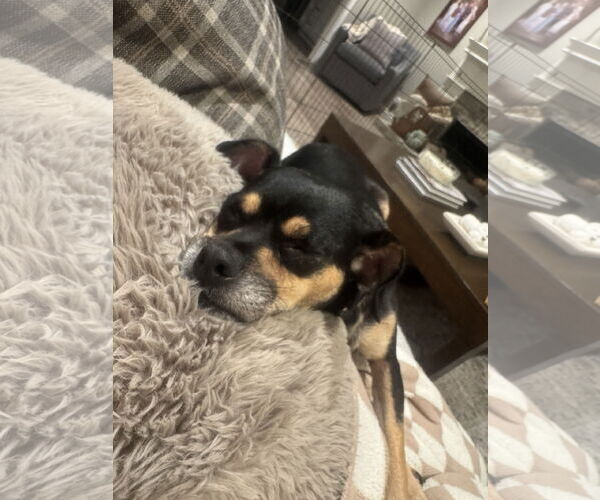 Medium Photo #9 Chug Puppy For Sale in Corona, CA, USA