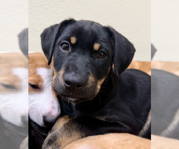 Medium Photo #1 Labrador Retriever-Unknown Mix Puppy For Sale in Jefferson, NJ, USA