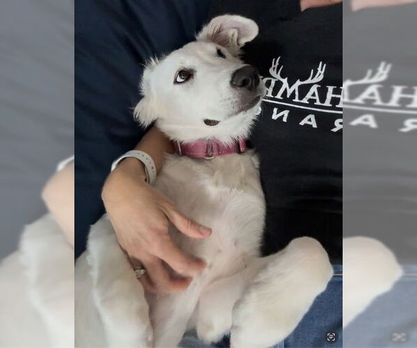 Medium Photo #2 Great Pyrenees Puppy For Sale in Bend, OR, USA
