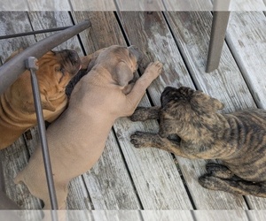 Medium Cane Corso