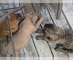 Small Cane Corso