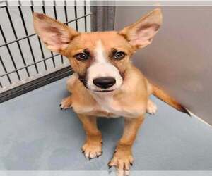 German Shepherd Dog-Unknown Mix Dogs for adoption in Lakewood, CO, USA