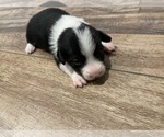 Small #9 --Border Collie Mix