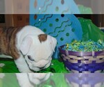 Small Photo #21 English Bulldog Puppy For Sale in HAMILTON, OH, USA
