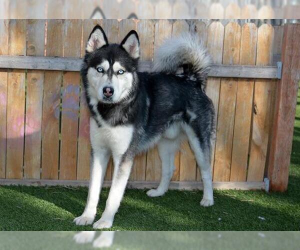 Medium Photo #1 Siberian Husky Puppy For Sale in West Valley, UT, USA