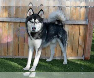 Siberian Husky Dogs for adoption in West Valley, UT, USA
