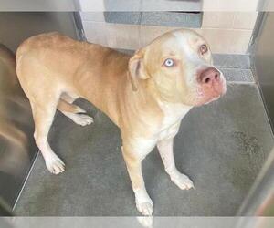 Labrador Retriever-Unknown Mix Dogs for adoption in Orange, CA, USA