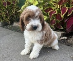 Puppy 2 Cavapoo (Miniature)
