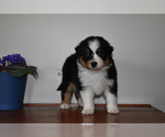 Small Photo #5 Australian Shepherd Puppy For Sale in MIFFLINBURG, PA, USA