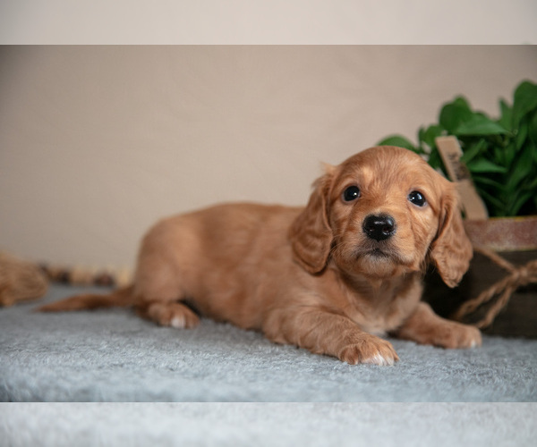Medium Photo #13 Dachshund Puppy For Sale in NAPPANEE, IN, USA