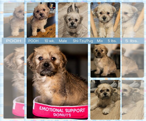 Medium Photo #1 Pug-Shih Tzu Mix Puppy For Sale in Mesa, AZ, USA