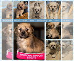 POOH - Male Pug-Shih Tzu Mix Dog for Adoption - Small photo
