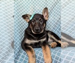 Small Photo #5 German Shepherd Dog Puppy For Sale in OXFORD, PA, USA