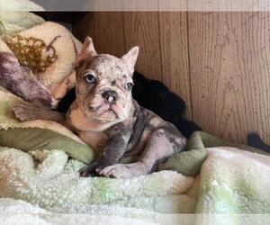 French Bulldog Puppy for sale in HAMDEN, CT, USA