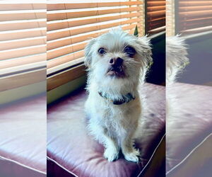 Mutt Dogs for adoption in Wheaton, IL, USA