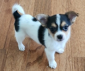 Chorkie Litter for sale in HARRIMAN, TN, USA
