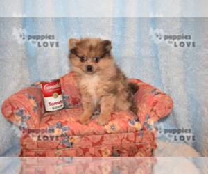 Pomeranian Puppy for sale in SANGER, TX, USA
