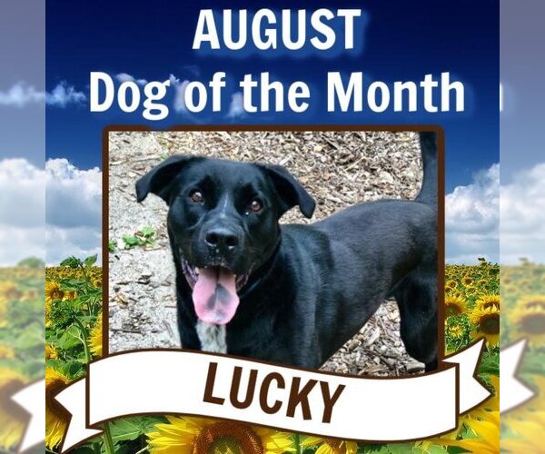 Medium Photo #3 Labrador Retriever-Unknown Mix Puppy For Sale in Rockaway, NJ, USA