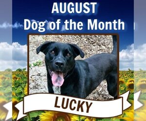Lucky Havard - Male Labrador Retriever-Unknown Mix Dog for Adoption - Photo #3