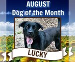 Small #2 Labrador Retriever Mix