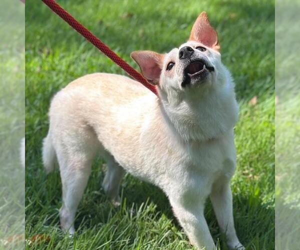 Medium Photo #3 Mutt Puppy For Sale in Yardley, PA, USA