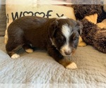 Small Photo #2 Miniature Australian Shepherd Puppy For Sale in DEL CITY, OK, USA