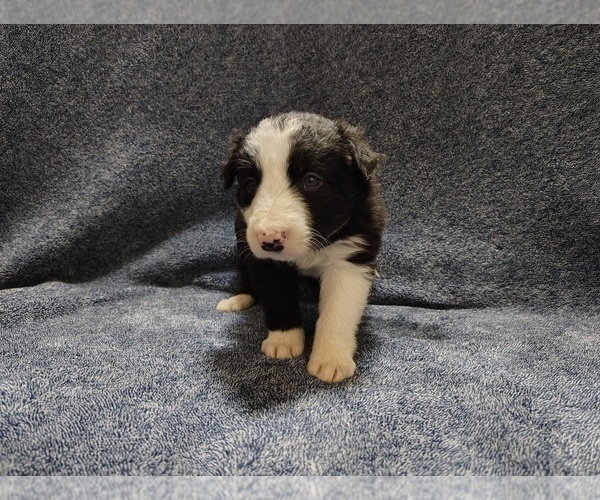 Medium Photo #294 Border Collie Puppy For Sale in NORBORNE, MO, USA