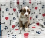 Small Photo #3 Australian Shepherd Puppy For Sale in LAKELAND, FL, USA