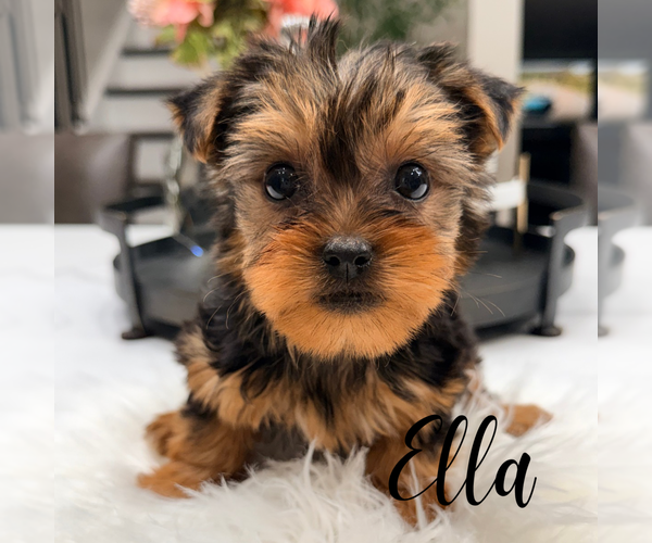 Medium Photo #2 Yorkshire Terrier Puppy For Sale in ADDISON, IL, USA