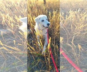 Coco - Female Great Pyrenees Dog for Adoption - Photo #2