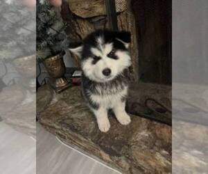 Siberian Husky Puppy for Sale in FONTANA, California USA