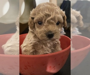 Maltipoo Puppy for sale in MANHATTAN, NY, USA