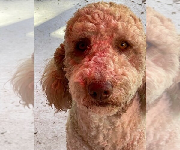 Medium Photo #1 Double Doodle Puppy For Sale in PIERSON, FL, USA