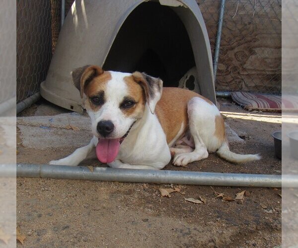 Medium Photo #7 Mutt Puppy For Sale in Apple Valley, CA, USA