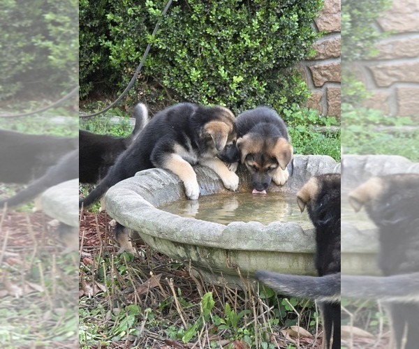 Medium Photo #9 German Shepherd Dog Puppy For Sale in LAKE CITY, FL, USA